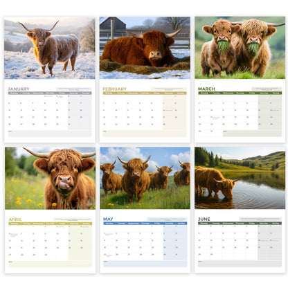 2026 Calendar, Highland Cow Wall Calendar UK, A3 Month-to-View (Jan 2026 – Dec 2026), Eco-Friendly, A3 Size When Open, Made in the UK